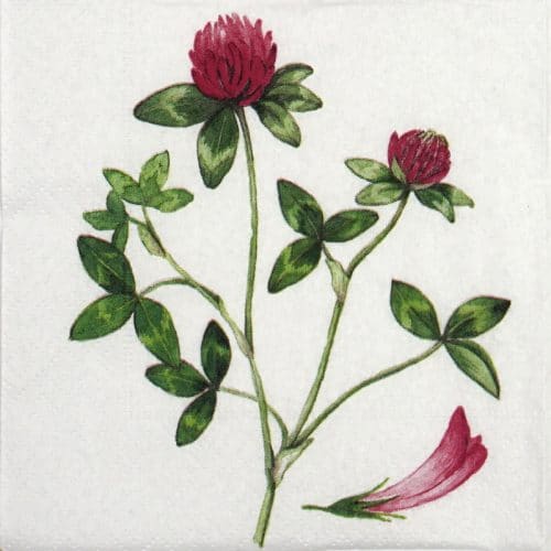 Lunch Napkins (20) - Red Clover