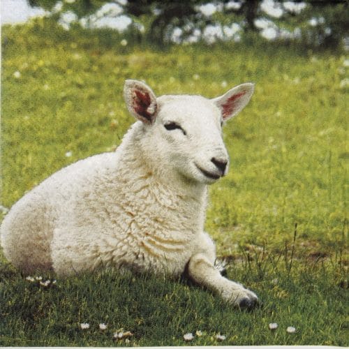 Paper Napkin Sheep Theresa