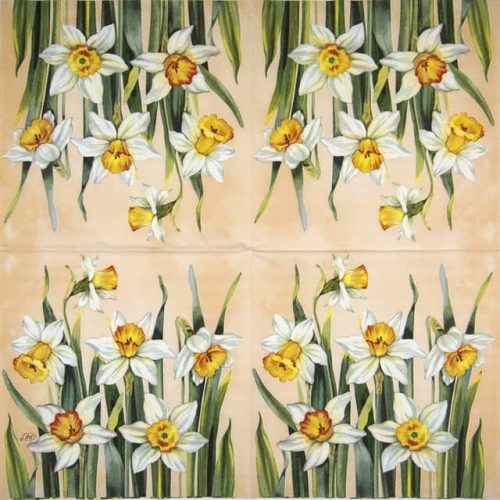 IHR_White-narcissus-apricot_899457