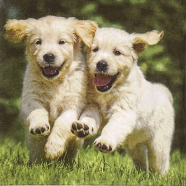 Paper Napkin - Happy Puppies