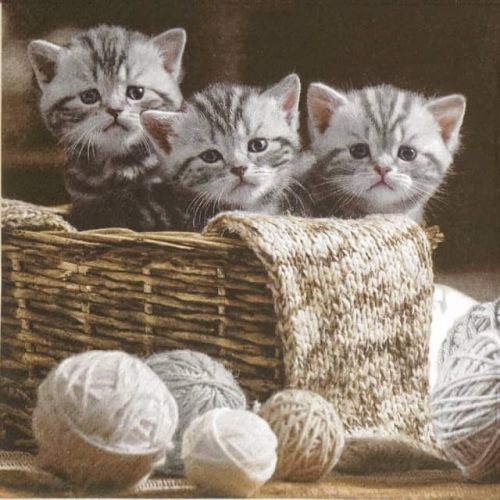 Paper Napkin - Striped Kittens