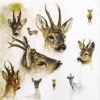Single Paper Napkin - Portraits of Deer