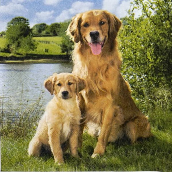 Paper Napkin - Golden Retriever