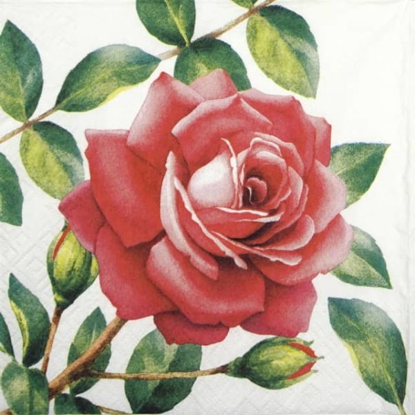 Lunch Napkins (20) - Special Rose