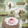 Rice Paper - Amazonia water lily - DFSA4529 - Stamperia