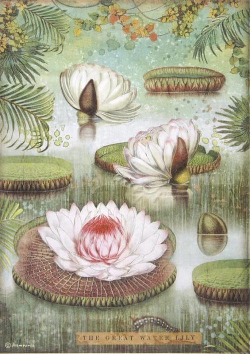 Rice Paper - Amazonia water lily - DFSA4529 - Stamperia
