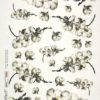 Rice Paper - Orchids