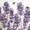 Paper Napkin - Two Can Art: Bees & Lavender_PPD_1333956