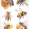 Detailed illustrations of bees and honeycombs on vintage-style paper. Ideal for bee-themed crafts and decorations