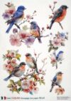 AB Studio Decoupage Rice Paper  A/4 - Vintage Bird Collage Design - 83