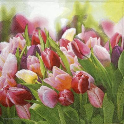 Lunch Napkins (20) - Glorious Tulips