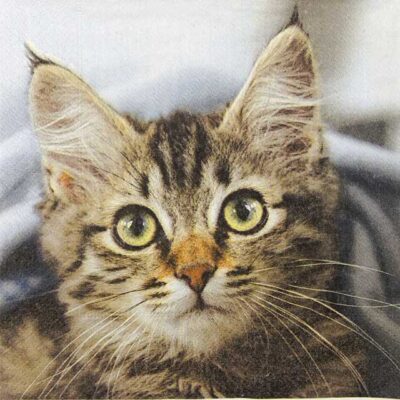 Single Paper Napkin - Cute Kitten