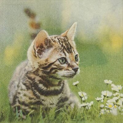 Single Paper Napkin - Cute Cat