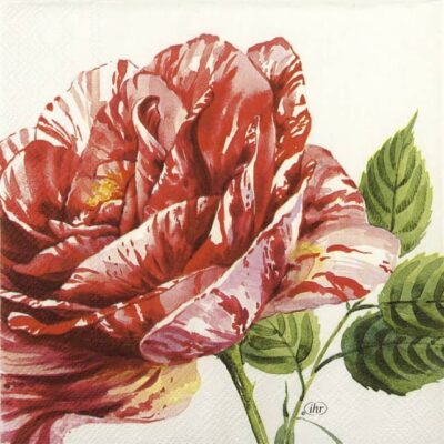 Single Paper Napkin - Charlotte white