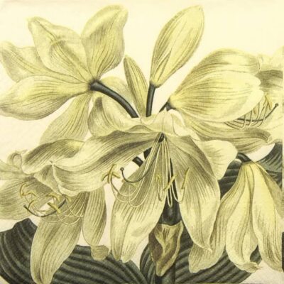 Single Paper Napkin - White Amaryllis