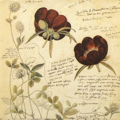 Single Paper Napkin - Anemone
