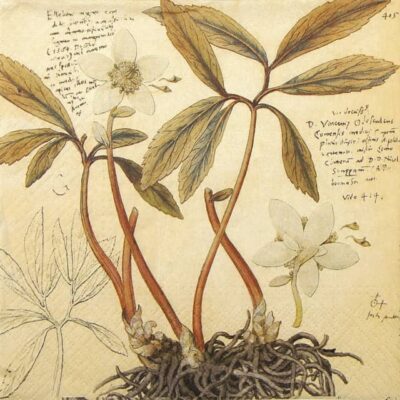 Single Paper Napkin - Christmas Roses