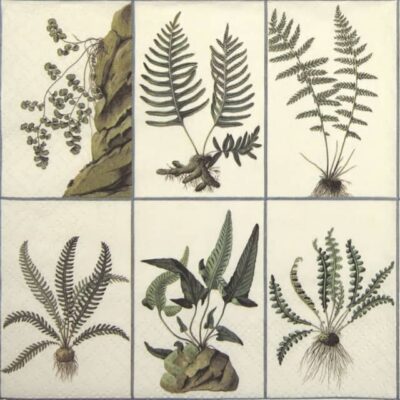Paper Napkin - Ferns