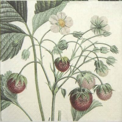 Paper Napkin - Strawberry