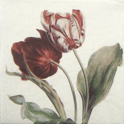 Lunch Napkins (20) - Tulip