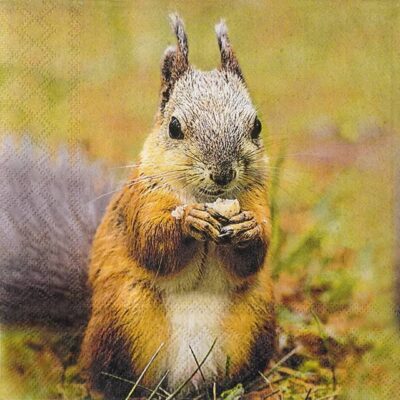 Paper Napkins - Squirrel (20 pieces)
