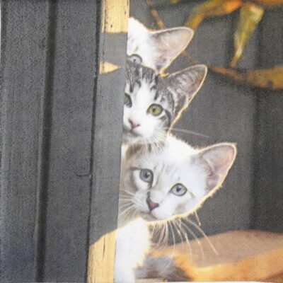 Paper Napkins - Three Friends (20 pieces)