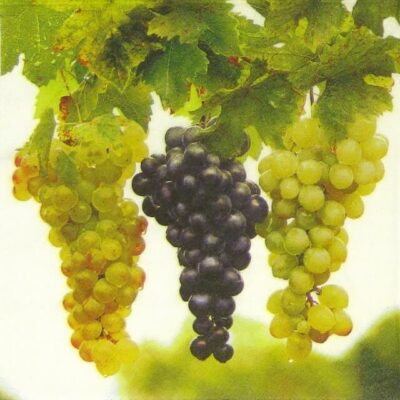 Single Decoupage Napkin - Bunch of Grapes